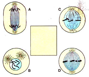 Shown below are four stages (A, B, C, D) (not in sequence) of a certain  kind of cell division. (a) Is it a plant cell or an animal cell? Give two  reasons. ……………….. (