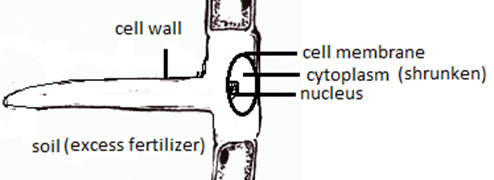The diagram below represents a layer of epidermal cells showing a fully  grown root hair. Study the diagram and answer the questions that follow:  (b) The root hair cell is in a