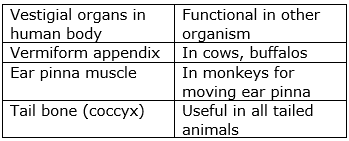 Define vestigial organs. Write names of some vestigial organs in human body  and write the names of those animals in whom same organs are functional.