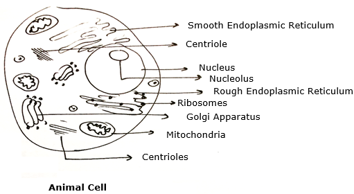 Make sketches of animal and plant cells which you observe under the  microscope.