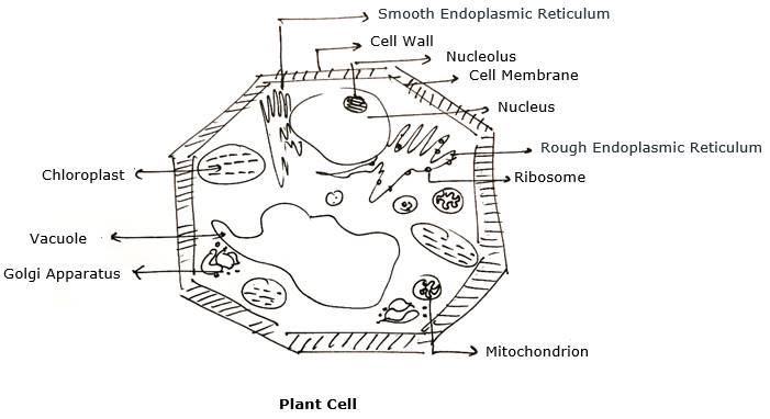 Make sketches of animal and plant cells which you observe under the  microscope.