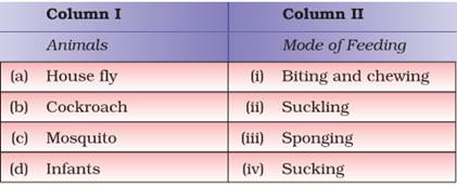 Match the animals in Column I with their mode of feeding listed in Column  II:-