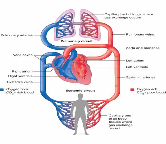 cardiopulmonary-system-diagram-diagram-of-the-cardiovascular-system-human-circulatory-system.jpg