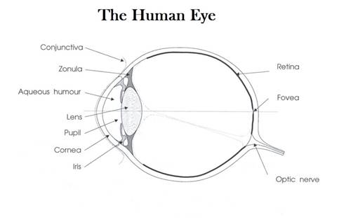 simple-diagram-of-human-eye-with-simple-diagram-diagram-of-the-eye-diagram-site.jpg