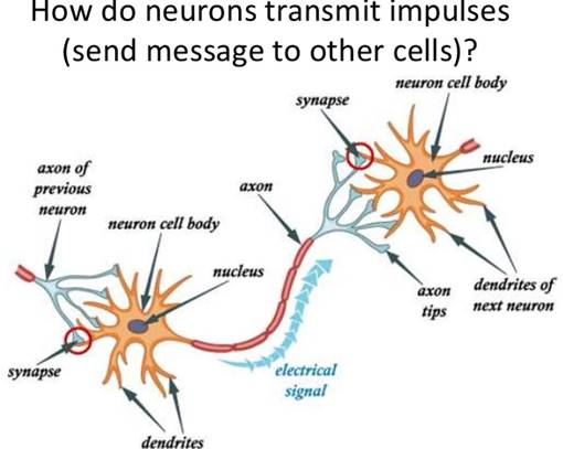 nervous-system-14-638.jpg