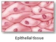 What are the various types of animal tissues? Mention briefly the location  and one main function of each class of tissue.