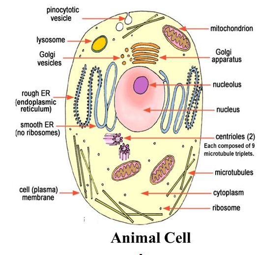 Answer the following questions: List any four differences between a plant  cell and an animal cell.