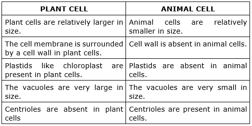 Give differences between plant cell and an animal cell.