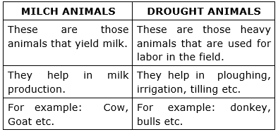 What are milch and draught animals?