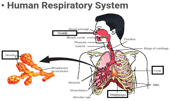 a) Draw a diagram of the human respiratory system and label the following:  (i) The part where the air is filtered by fine hair and mucus. (ii) The  part that terminates in