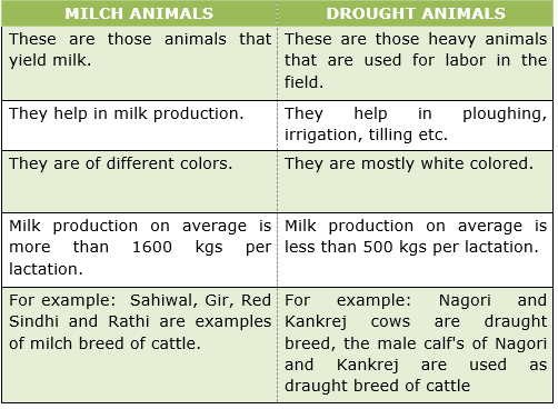 Differentiate between milch breed and draught breed of cattle?
