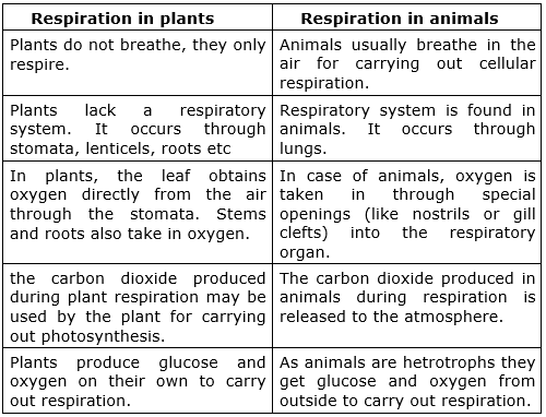 List the difference between respiration in plants and respiration in animals ?