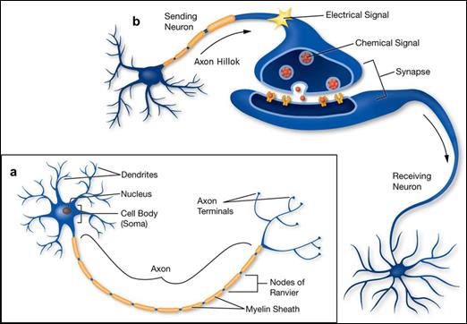 a-Structure-of-neuron-with-axon-dendrites-and-synapses-b-Structure-of-a-synaptic.png