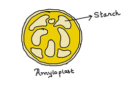 amyloplast.PNG