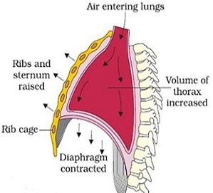 Mechanism-of-Breathing