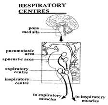 Respiratory-7