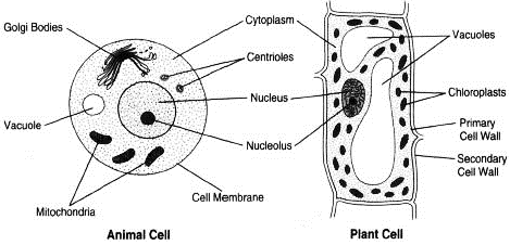 Make sketches of animal and plant cells. State three differences between  them.