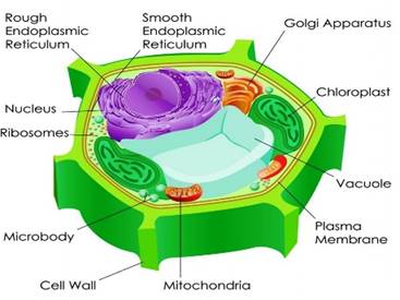 Name two structure found only in animal cells and not in plant cells.
