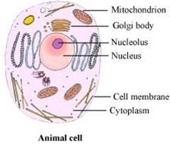 Draw the general diagram of an animal cell and label it.