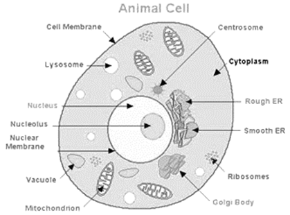Why is endocytosis found in animals only?