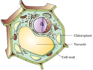 Draw a neat diagram of plant cell and label any three parts which  differentiate it from animal cell.